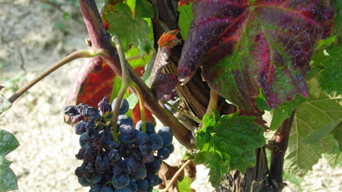 FLAVESCENZA DORATA - Comunicazioni e documentazione 2026 per i Comuni viticoli Provincia di Asti